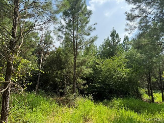 0 Highway 106 E, Home with 0 bedrooms, 0 bathrooms and null parking in Georgiana AL | Image 16