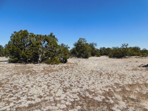 Lot 26 Spring Canyon Cir, Quemado, NM, 87829 | Card Image
