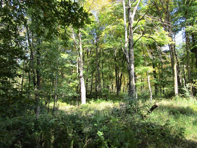 Wooded Land In Back | Image 28
