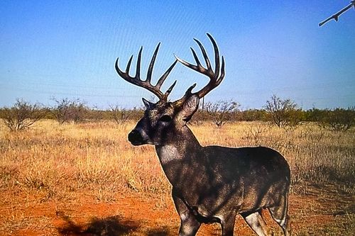 TBD Fm 1168, Paducah, TX, 79248 | Card Image