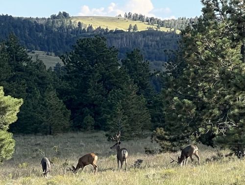 TBD Schulze Ranch Rd, Westcliffe, CO, 81252 | Card Image
