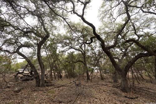 2480 Cypress Gardens Blvd, Spring Branch, TX, 78070-4528 | Card Image