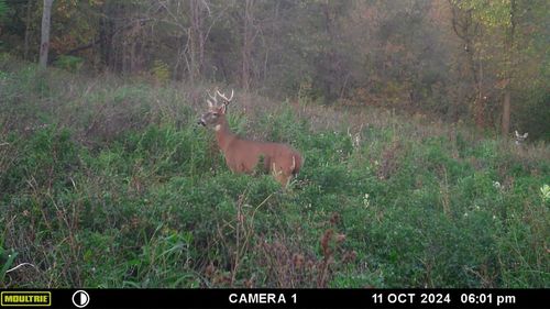 Tract A State Hwy 171 Acres, CLAYTON, WI, 54631 | Card Image