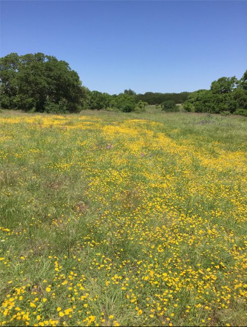 184 Moondance Trl, Wimberley, TX, 78676-4409 | Card Image