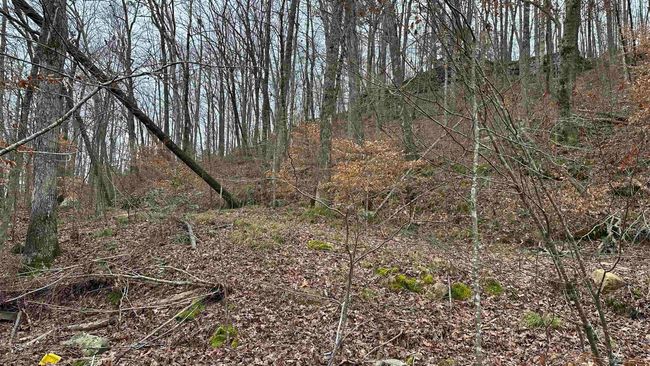 Lot 8 County Road 106, Home with 0 bedrooms, 0 bathrooms and null parking in LOGAN AL | Image 8