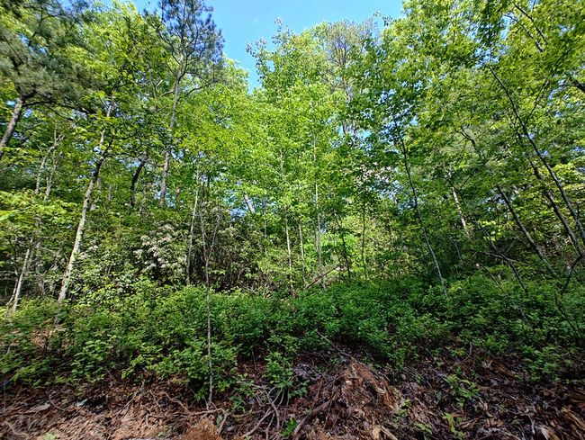 Lot 3 Megan Trace Ln, Home with 0 bedrooms, 0 bathrooms and null parking in Turtletown TN | Image 10