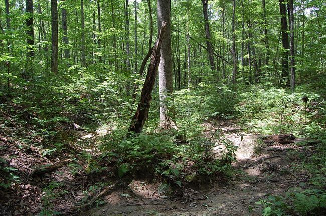 10 Laurel Brook Rd, Home with 0 bedrooms, 0 bathrooms and null parking in Dunlap TN | Image 15