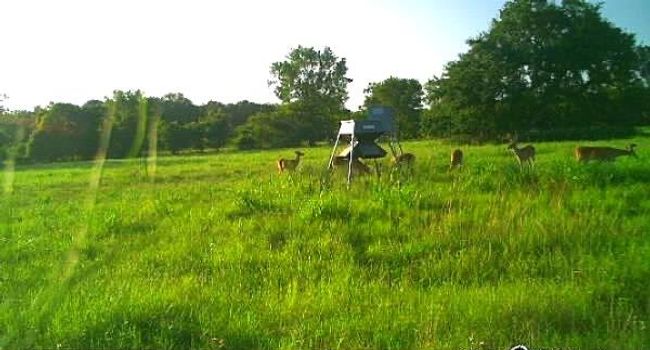 Lots of wildlife on the property | Image 5
