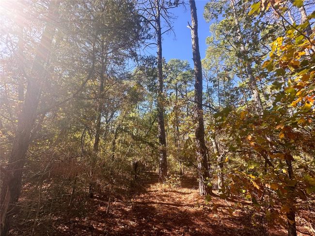 000 Pine Hollow Dr, Home with 0 bedrooms, 0 bathrooms and null parking in Bastrop TX | Image 9
