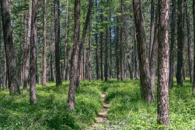 Game Trails, wildlife, nature | Image 31