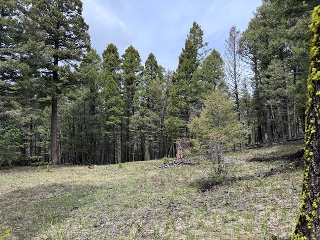 653 Canyon Hollow Lane, Home with 0 bedrooms, 0 bathrooms and null parking in Helmville MT | Image 7