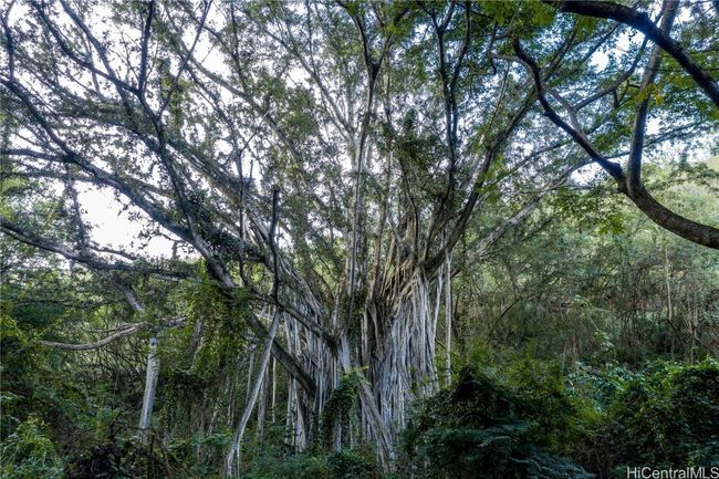 LOT-35 - 0000 Kamehameha Hwy, Home with 0 bedrooms, 0 bathrooms and null parking in Haleiwa HI | Image 20