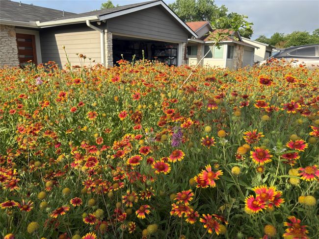 Stunning wildflowers in this "pocket prairie"! | Image 7