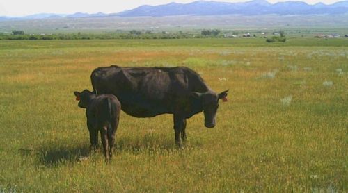 TBD County Road 119, Westcliffe, CO, 81252 | Card Image