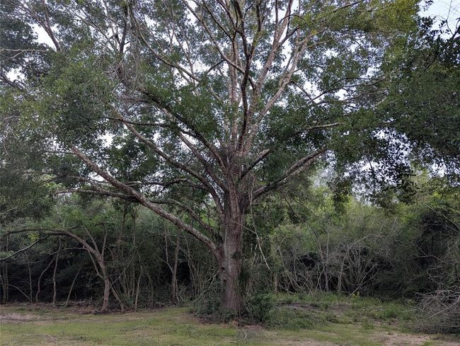 Water Oak at small clearing. | Image 15