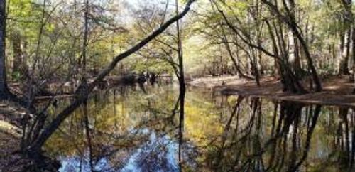 0 Sandy Pines Ln, Dorchester, SC, 29437 | Card Image