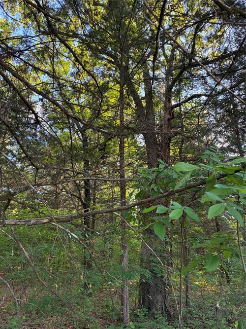 2900 Mcburnett Dr, Honey Grove, TX, 75446 | Card Image