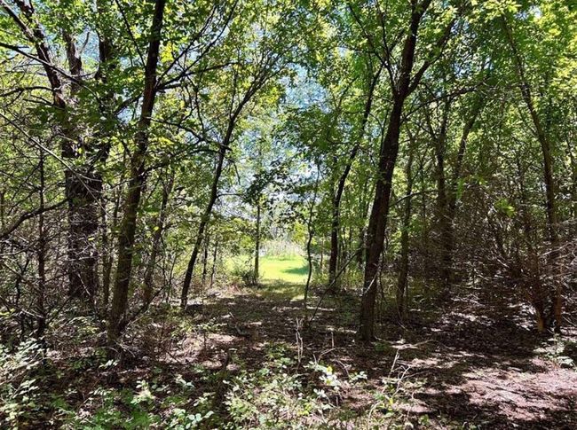 View of local wilderness with a wooded view | Image 14