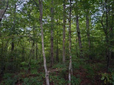 00 Sandy Road N/O Sells Cemetery Road, Home with 0 bedrooms, 0 bathrooms and null parking in Wilder TN | Image 1