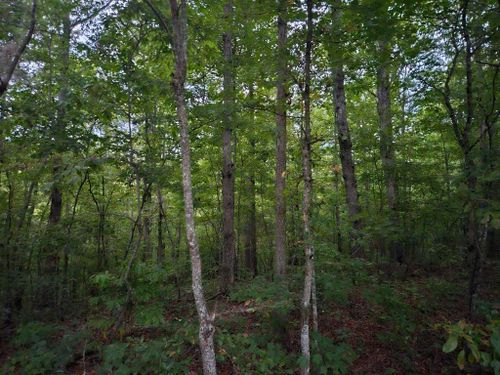 00 Sandy Road N/O-Sells Cemetery Road, Wilder, TN, 38589 | Card Image