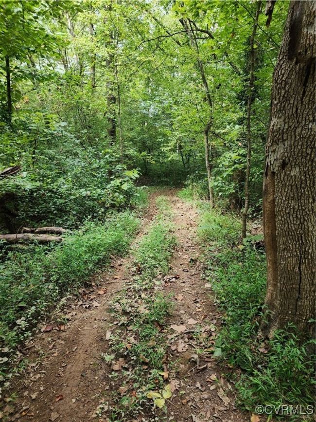 View of local wilderness | Image 9