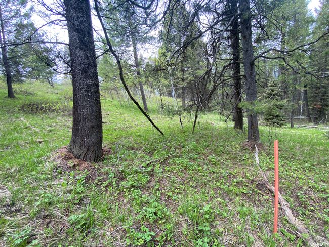 View of local wilderness | Image 47