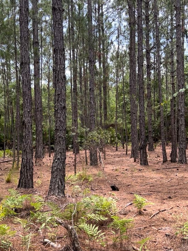 0 Carter Rd, Home with 0 bedrooms, 0 bathrooms and null parking in Saint Augustine FL | Image 10