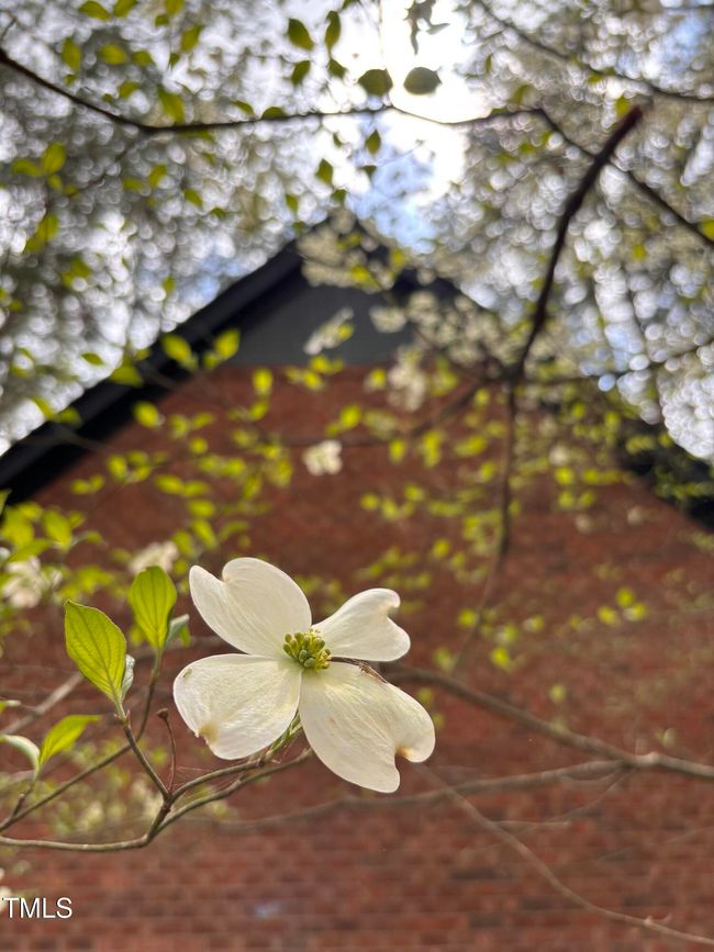 Backyard Flowers | Image 45