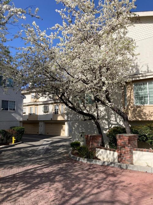 3673 S Bascom Ave, Campbell, CA, 95008-7313 | Card Image