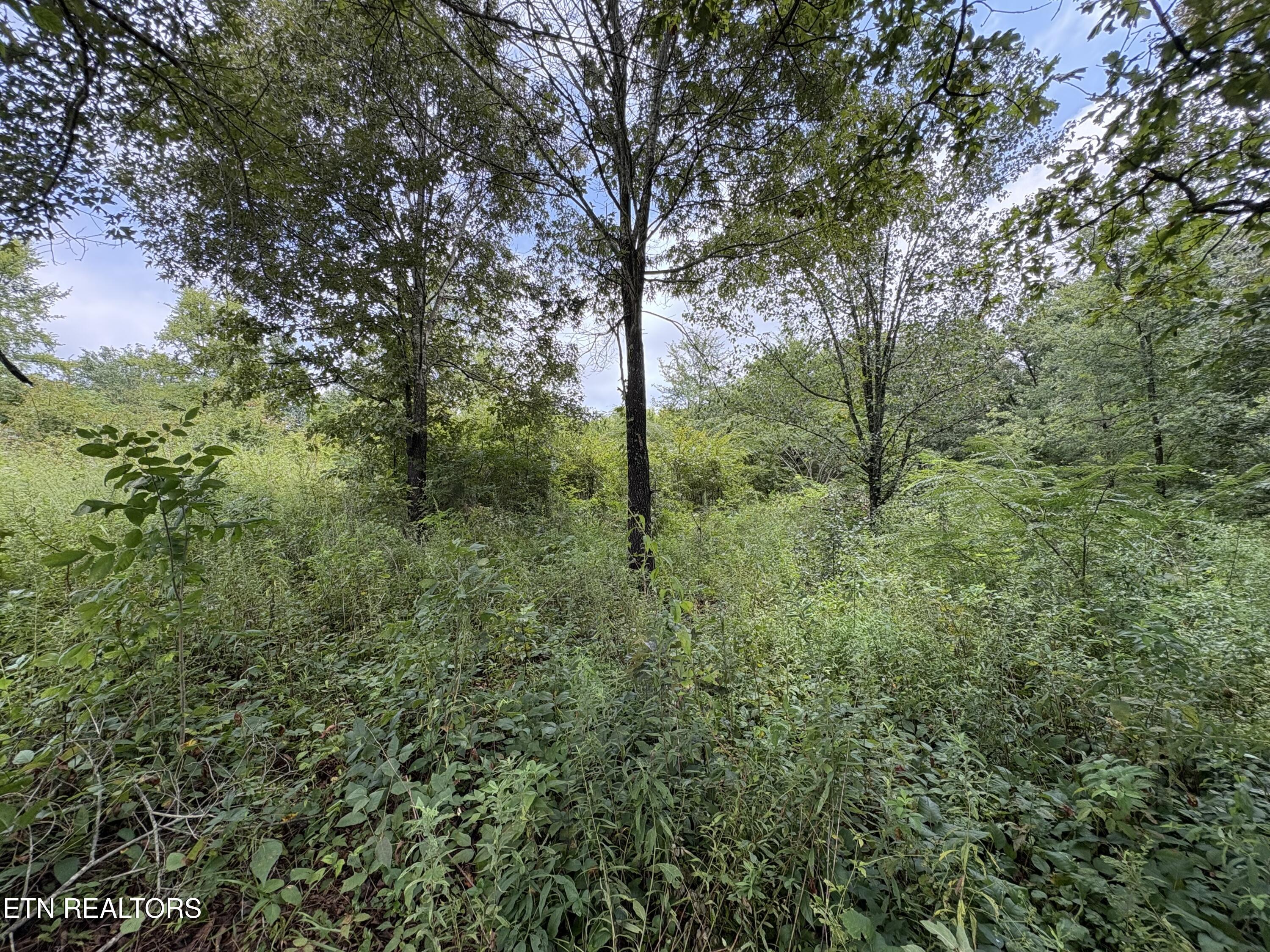 Land in Strawberry Plains 3