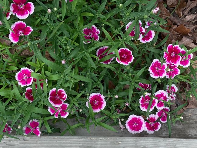 colors in spring | Image 31
