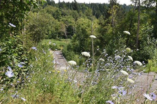 {{alt}} | Card Image