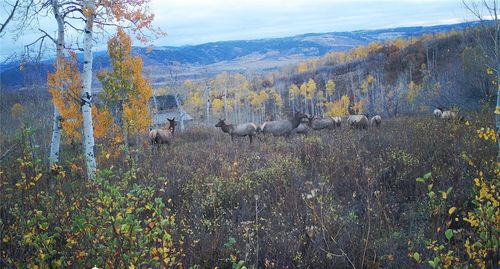 55966 Hannahs Way, Clark, CO, 80428 | Card Image