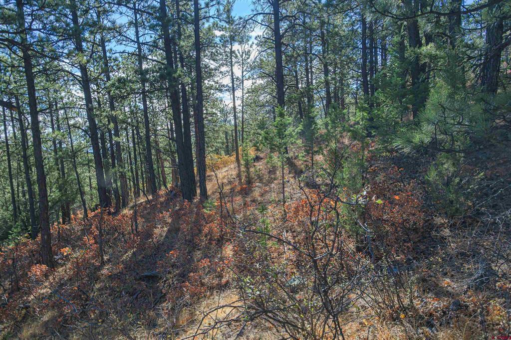 Land in Weston 4