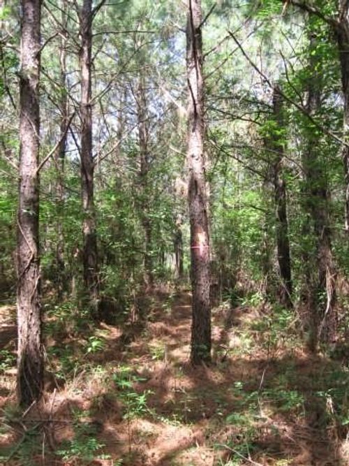 0001 Pelican Road, Shepherd, TX, 77371 | Card Image