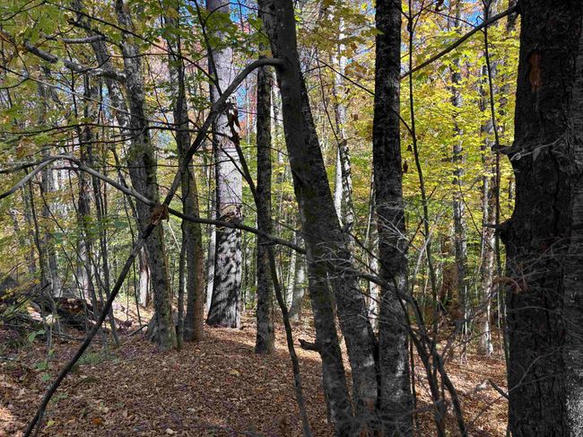 0 Snell Rd, Home with 0 bedrooms, 0 bathrooms and null parking in Chester VT | Image 8