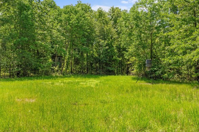 View of nature with a forest view | Image 8