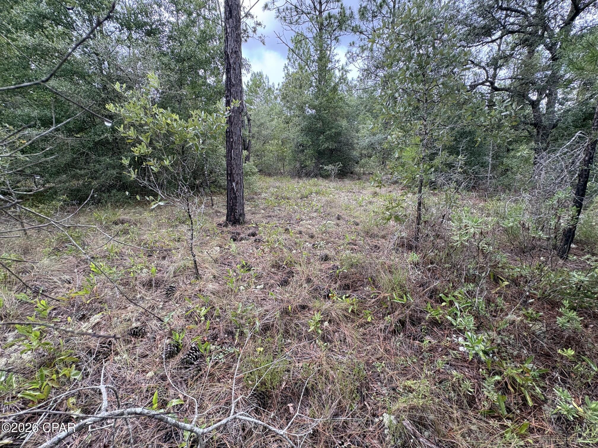 Land in Chipley 5