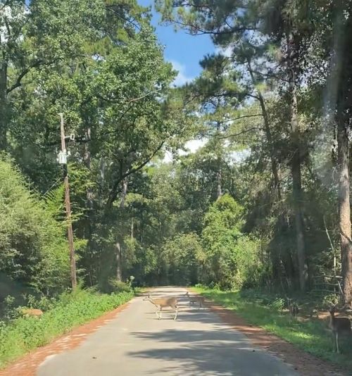 TBD Cimmaron Dr, Magnolia, TX, 77355 | Card Image