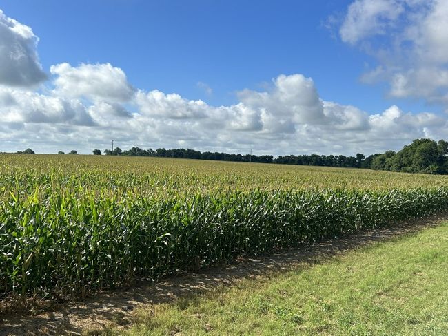 View of undeveloped land with rows of crops and rural landscape | Image 15