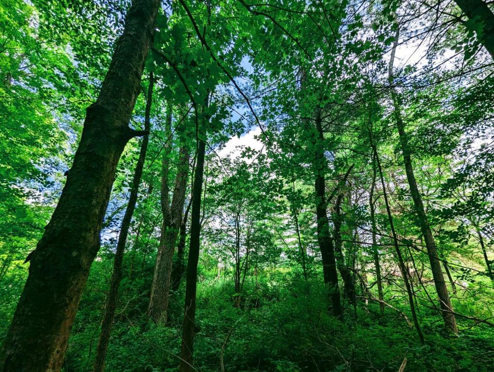 137 Caroline Depot Road, For Sale in Caroline Zoocasa