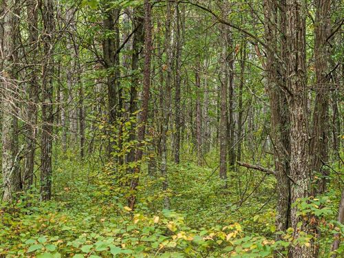 Lot F Sandbar Lane, Merrifield, MN, 56465 | Card Image