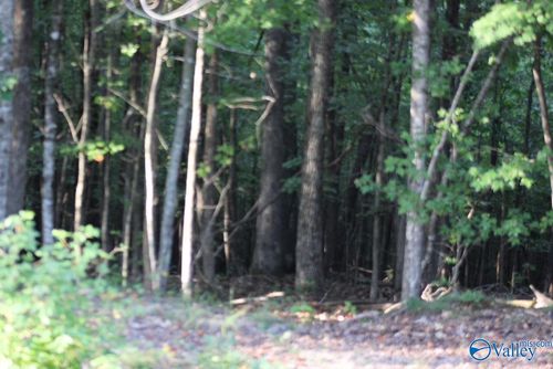 lot-47-1805 County Road 103, Mentone, AL, 35984-6161 | Card Image