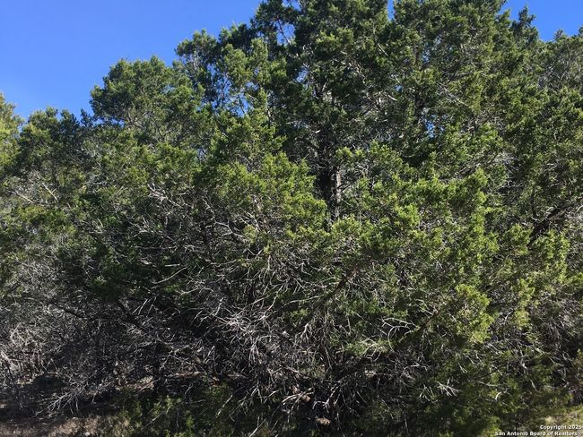 0 State Highway 46 W, Home with 0 bedrooms, 0 bathrooms and null parking in Spring Branch TX | Image 5