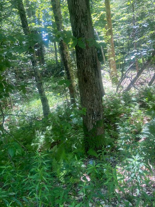 188 Cedar Ln, Peru, VT, 05152-8818 | Card Image