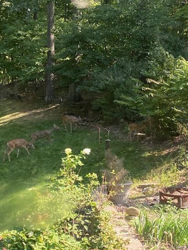 Woodland friends in yard. | Image 35