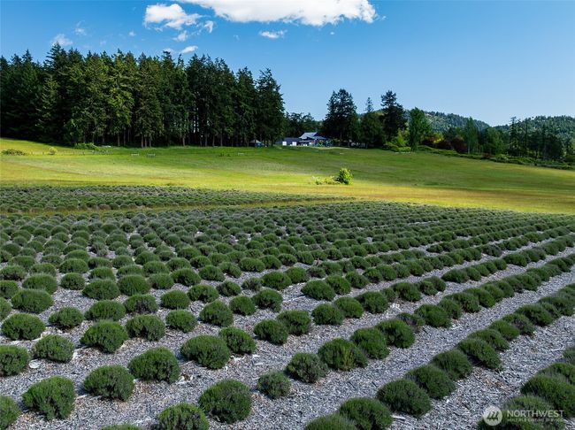 Lavender as far as the eye can see! | Image 35