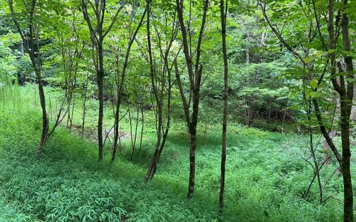 LOT 12 Preserve At Beach Mountain, Brasstown, NC, 28902 | Card Image