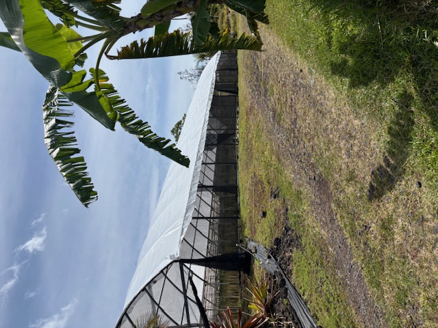 Land in Pahoa 4
