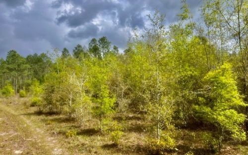 0 Ne 998th Ave, BRANFORD, FL, 32008 | Card Image